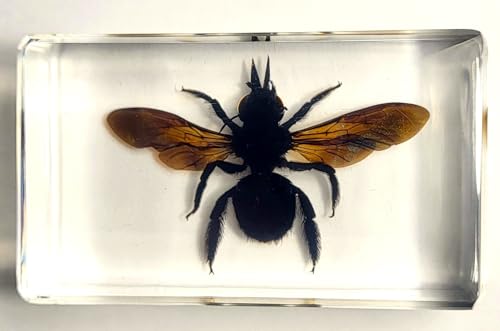 Image of 2.3 inch Real Carpenter Bamboo Bee w /Open Wings in Crystal Clear Lucite Resin Specimen Preserved Insect Taxidermy Collection for Biology Science Education & Desk Ornament Display Supplies Paperweight