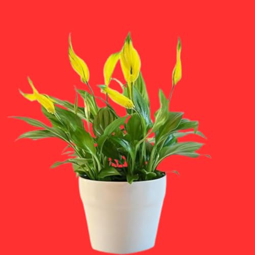 Image of live plants (PEACE LILY)