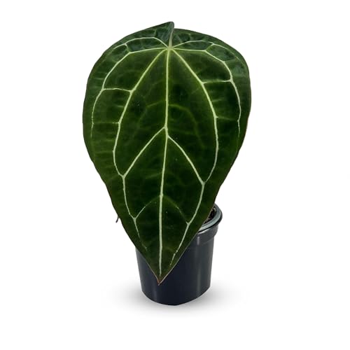LEAL PLANTS ECUADOR Anthurium Crystallinum| Green Live House Plant for Indoors|Rare and Exotic Indoor Plants for Living Room|Anthuriums Live Plants |Crystallinum House Plant