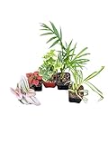 Live Indoor House Plants Collection, 2 Inch Potted Mixed Varieties, Set of 5...