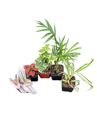Indoor House Plants Collection 5 Potted Varieties