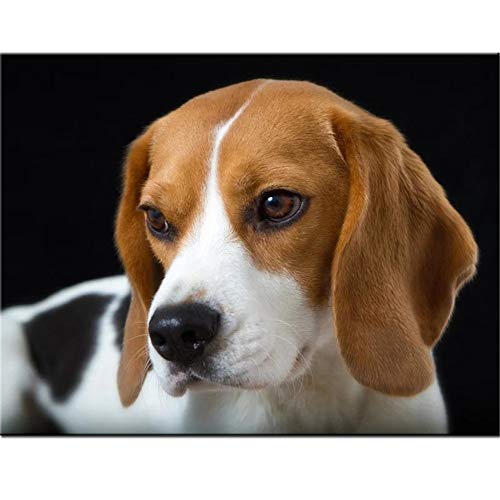 leww Diamond Painting Full Drill Kits Puppy Beagles 25x30cm 10x12in DIY 5D Diamond Art Pictures Embroidery Painting Rhinestone Crystal Cross Stitch Mosaic Pasted Canvas for Home Wall Decoration