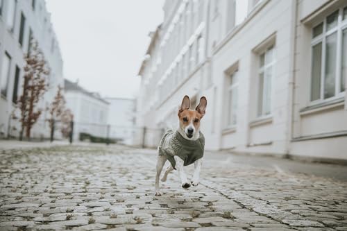 HUNTER Hundepullover MALMÖ, Farbe: Khaki, klassisches Zopfstrick-Muster, wärmend & bequem, elastisch für optimalen Sitz, reflektierend für mehr Sichtbarkeit, waschbar bei 30°C, Größe: 25