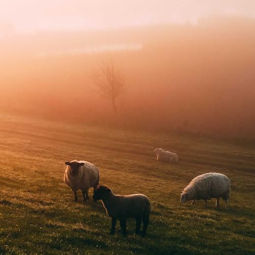 Sheep For Christ cover art