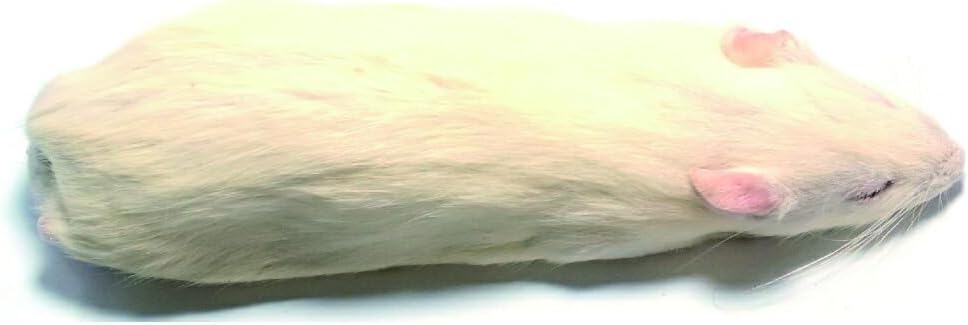 冷凍ラット　アダルトM（100-120g）　50匹 冷凍ラット アダルトM（100-120g） 50匹 国産冷凍ピンクマウスM