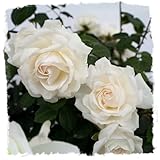 Cloud 10 Rose 1.5 Gallon Potted Live Plant, Reblooming Upright Climbing Rose Bush, White Flowers, Own Root, Stargazer Perennials