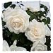 Stargazer Perennials Cloud 10 Rose Plant Potted Reblooming Upright Climbing Rose Bush - Large 60+ Petal White Flowers!