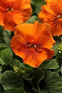 Pansy Frizzle Sizzle Orange 20 seeds