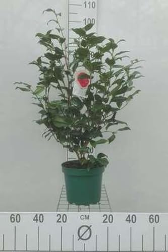 Camellia japonica in soorten-en var - Camellia japonica in soorten-en var 60-80 cm en pot
