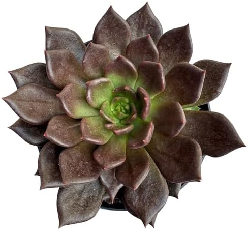 Suculenta Hot Chocolate, Planta Natural, Mudas Lindas, Fácil Cult...