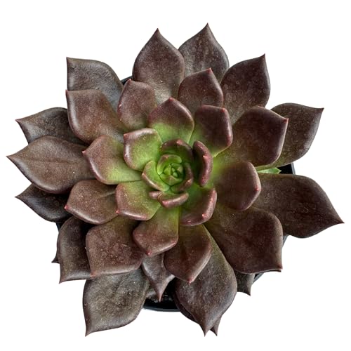 Suculenta Hot Chocolate, Planta Natural, Mudas Lindas, Fácil Cult...