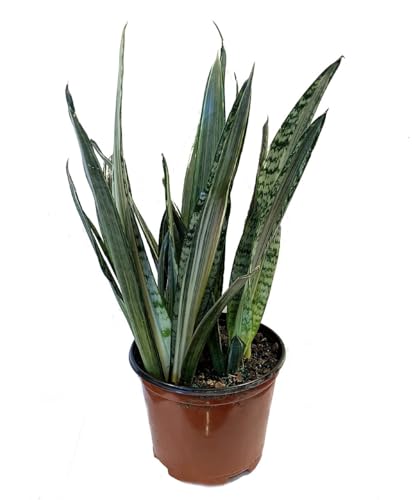 Bantels Sensation Snake Plant - Sansevieria - 6" Pot -