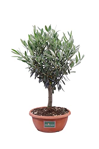 Bonsai di Olivo Bonsai pianta di bonsai Olea Europaea bonsai di ulivo bomboniera bonsai bonsai ornamentale pianta da esterno o interno pianta di bonsai vera venduta da eGarden.store (Ulivo Bowl 22 cm)