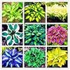 Radny 120st Hosta Gemengde kleur plantenzaden