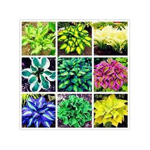 Radny 120st Hosta Gemengde kleur plantenzaden