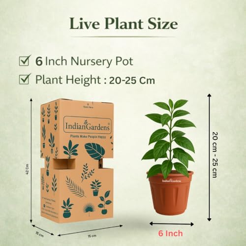 Image of Indian Gardens - Kanakambaram | Aboli | Priyadarsha | Flowering Crossandra | Pagoda Flower | firecracker flower | Live plant with pot (Red, 6 inchTerracotta)