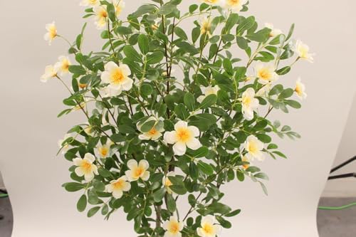 Image of Fox & Fern Artificial Bougainvillea Plant | with Basic Pot | Elevate Any Corner of Your Home /Office | Ornamental Plant Best for Home Decor (Pack of 1) (Ht. 4Ft) (Magnolia 140cm Yellow)