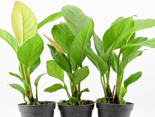 AquaBreedingSkill Set aus 3 Stück Aquarium Pflanzen Echt Set – Anubias, Microsorum – Lebende Wasserpflanzen – Pflegeleicht ideal für Fische & Garnelen – mit Pflanzenpass (Heterophy