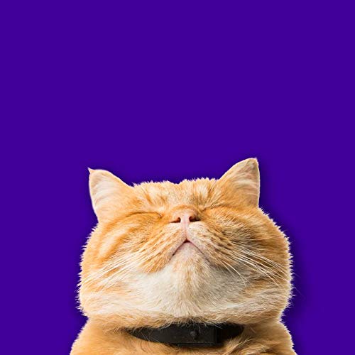 cat toothpaste amazon