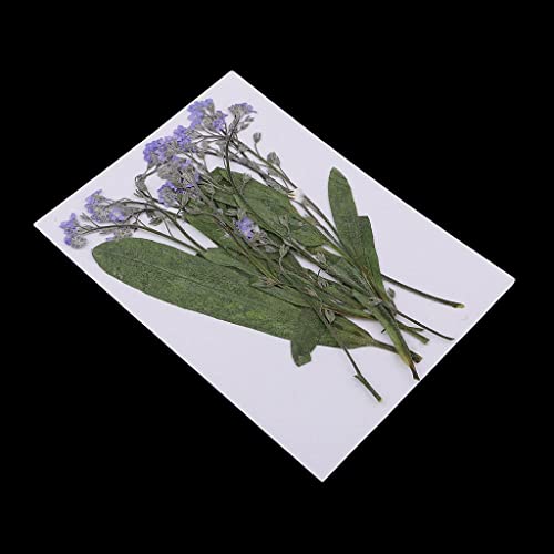 12 flores secas prensadas natural para manualidades miniatura 5