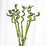 semillas bambú de la suerte decorativas de oficina balcón invernadero reverdecimiento tejados jardín rocas bonsái interior balcón decorativa jardín del en 400pcs