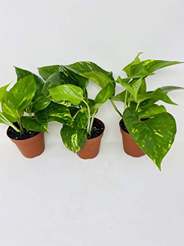 Golden Devil's Ivy Pothos 4" Pot 3 Pack Very Easy To Grow - Unique From Jmbamboo #TOP2