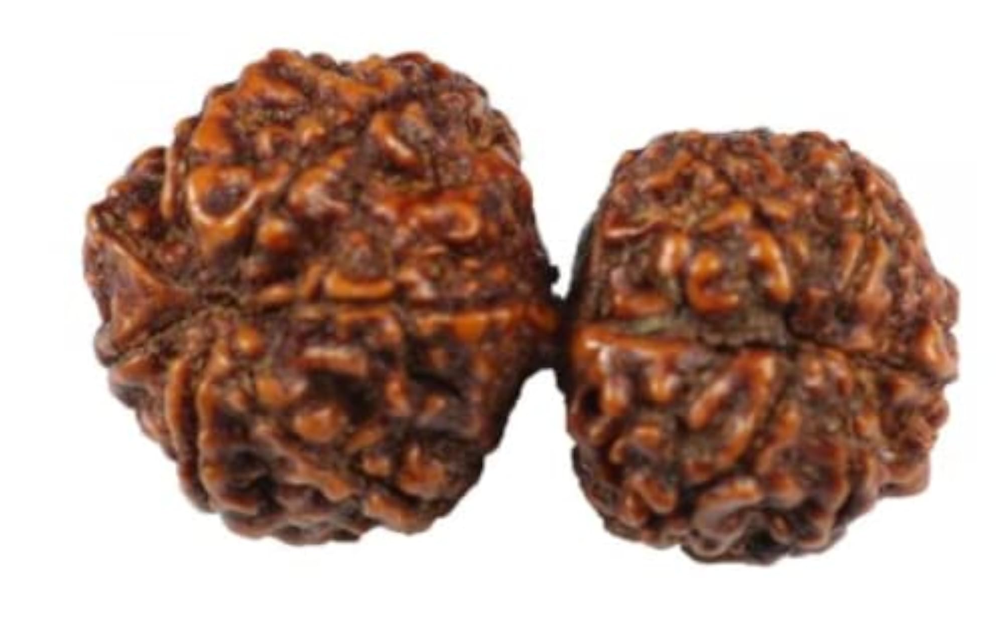 Gauri Shankar Rudraksha Natural Two Joined Face Beads