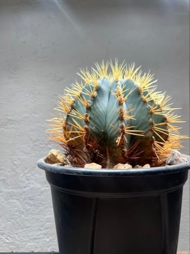観葉植物 フェロカクタス」の人気商品一覧 | 安い商品を通販サイトから