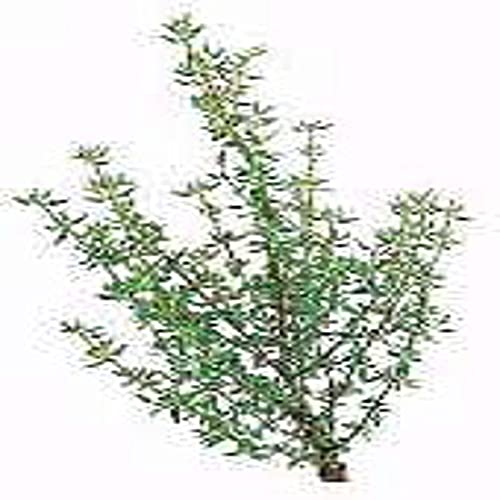 French Thyme Seeds (20+ Seeds) | Non GMO | Vegetable Fruit Herb Flower Seeds for Planting | Home Garden Greenhouse Pack