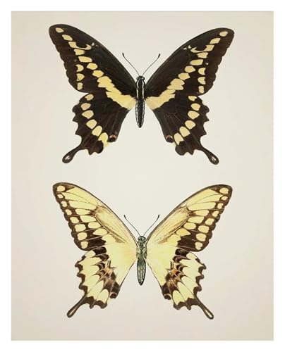 Peinture sur toile papillons pour sublimer un salon
