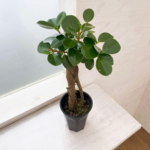 ガジュマル：パンダガジュマル 3.5号硬質ポット[かわいい観葉植物][インテリアグリーン 多幸の木]