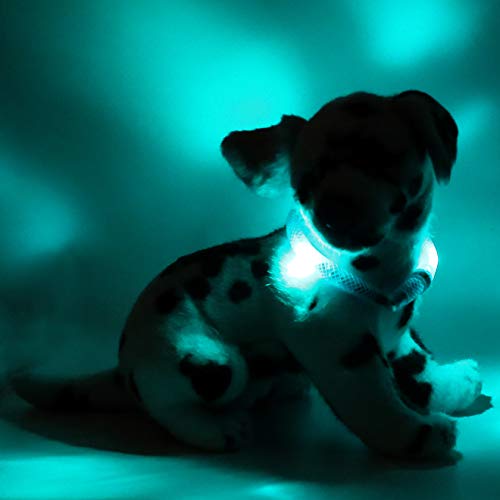 LEUCHTIE® Mini Leuchthalsband Hund batteriebetrieben, wasserdichtes LED Halsband, Leuchtband für Hunde 50 h Leuchtdauer, enorm hell für kleine Hunde, türkis Größe 30