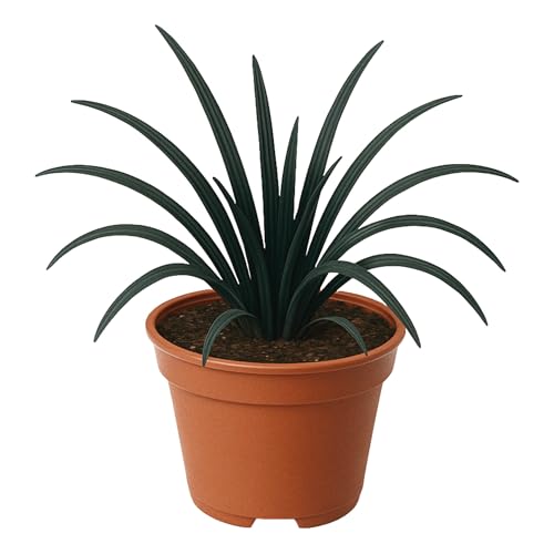 Easy to Grow Ophiopogon Black Mondo Grass - 2 Potted Plants in Quart Grower Pots, Dark Foliage Partial Sun Shade