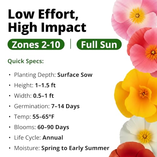 Image of HOME GROWN California Poppy Mission Bells 6000 Seeds (9g) - Flower Seeds for Planting Outdoors, Vibrant Spring & Summer Blooms, Drought Tolerant Annual for Sunny Gardens (Eschscholzia californica)