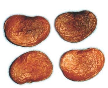 Golden Hills Farm Palas Beej - Butea monosperma Seed 15 seeds (B07PGR2XRR) Amazon Price History, Amazon Price Tracker