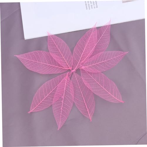 Gogogmee 50 Peças Folhas De Esqueleto Artesanato Flores Secas Folhas De Esqueleto Secas Folhas Prens