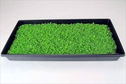10 Plant Growing Trays (No Drain Holes) - 20" X 10" - Perfect Garden Seed Starter Grow Trays: For Seedlings, Indoor Gardening, Growing Microgreens, Wheatgrass & More - Soil Or Hydroponic #TOP3