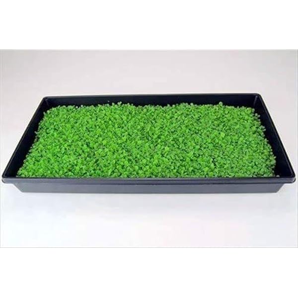 10 växtbrickor (inga dräneringshål) – 50 cm x 25 cm – perfekta trädgårdsfrön startbrickor för plantor, inomhusodling, odling av mikrogröna, vetegräs och mer – jord eller hydroponisk