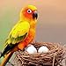 DummyEggs Plastic Small Parrot Stop Brooding Laying! 4 Solid Dummy Fake Non-Toxic White Realistic Eggs for Conure (not Green Cheek), Caique, Indian Ringneck DE Brand USA