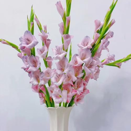3 pcs gladiolen zwiebeln winterhart, Gladiolen Knollen, balkon blumen winterharte pflanzen gladiolus zwiebeln (Gladiolus gandavensis) deko wohnzimmer, zimmerpflanzen ausgefallene geschenke
