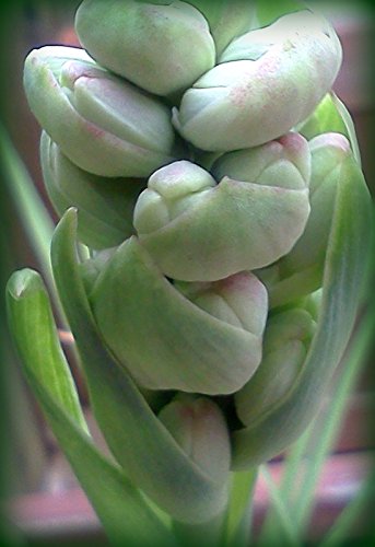 Image of Live Green Flower Bulb Tuberose /Rajnigandha Single /Double Petal Fragrance For Home Gardening (Double Petal 10 Flower Bulbs Set With 1 Gladiolus)