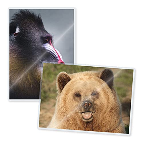 TruLam 5 Mil Laminating Pouches with Rounded Corners | Portrait Small Size | 5-1/4 in. x 7-1/4 in. | Glossy Finish | Premium Adhesive for High-Clarity | 2 Carriers Included | 200 Pack