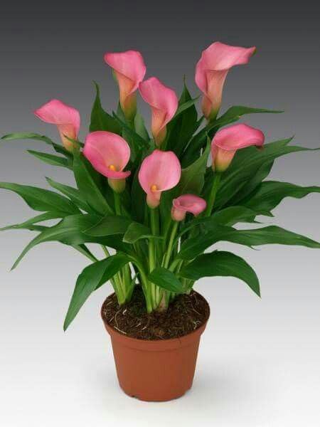 Pink Calla Lily Live Plant, Flowering Indoor & Outdoor, Air Purifying Ornamental, Pack of 1-image-27