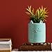 Chumbak Sneaky Kitty Planter -Plant Pots, Indoor & Outdoor Plants, Plant Stand,Decorative Home Décor, Pots for Succulents, Small Plants, House Plant, Modern Gardening, Ceramic Planter, 5.5