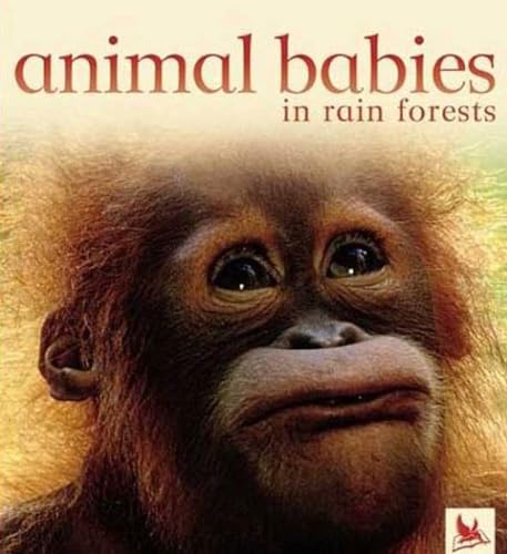 Animal Babies in Forests