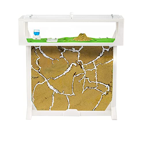 Anthouse.es - Kit Hormiguero en Forma de T 3D - Sándwich y Caja de Forrajeo Con Tapa Retirable - Hormigas Vivas Incluidas - 25x20x1,5 cm - Color Blanco