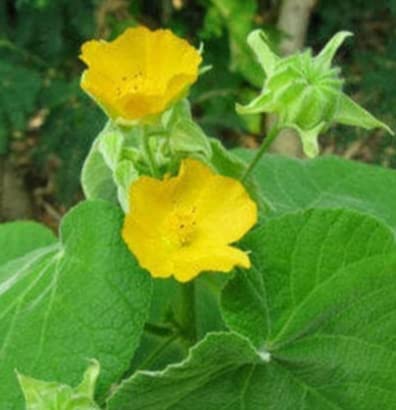 Minnal Traders/Thuthi Live Plant/Kanghi/Abutilon Indicum live plant - 1 No in Poly bag (B09Z6ZVXRP) Amazon Price History, Amazon Price Tracker