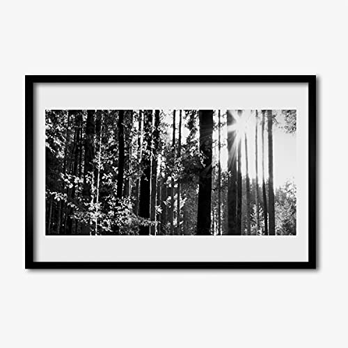 Image photo affiche avec cadre pour habiller un mur vide arbres nature forestière