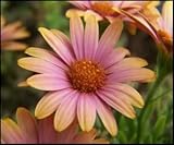 25 Salmon African Daisy Dimorphoteca Sinuata Apricot Flower Seeds *Comb S/H