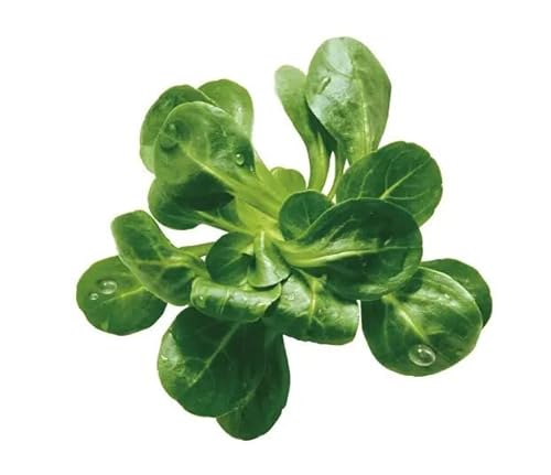 Semillas de Canónigos Planta Comestible y Saludable Valerianella Locusta